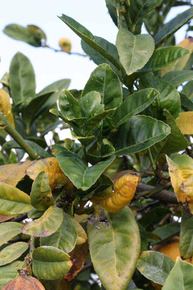             Sun leaves (S-1, Riverside, CA)   